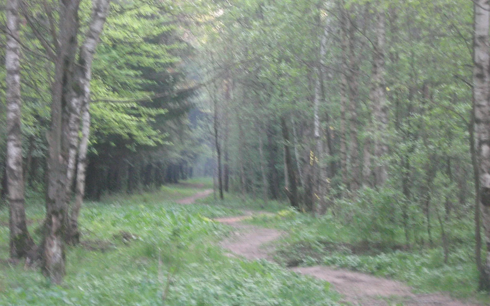 A forest trail path showing outdoor recreation opportunities for hiking and nature activities